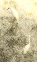 EGRETS 2M