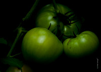 Green Tomatoes