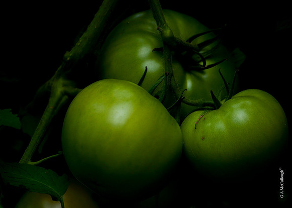 Green Tomatoes