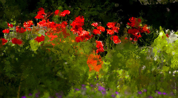 Poppy Garden
