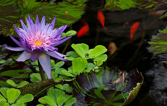 KOI 8.2