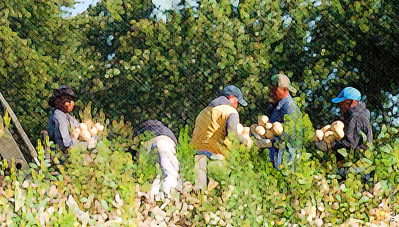 Migrant harvest 7