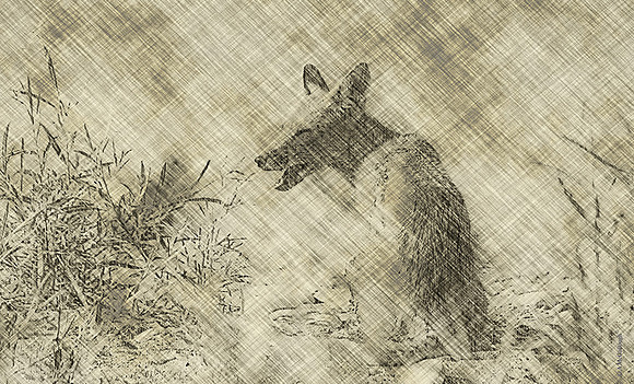 Red fox beachcomber 2.5