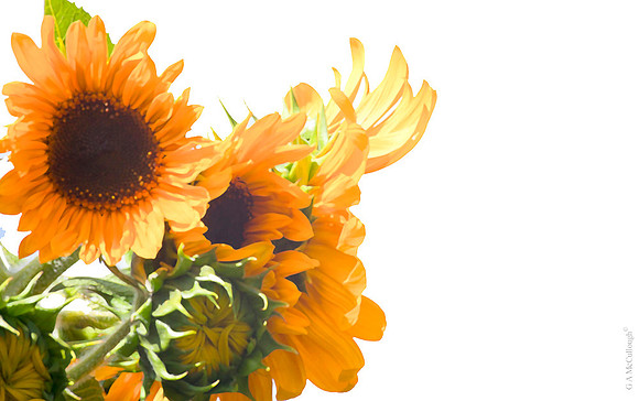 Sunflower 1.9A