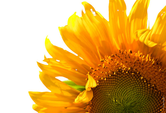 Sunflower 4.41A