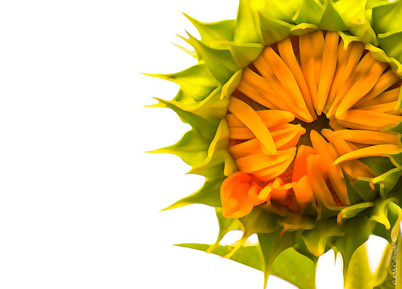 Sunflower 7.4