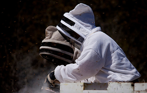 The Beekeepers 168