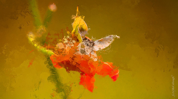 Autumn Frost Rosebud SP