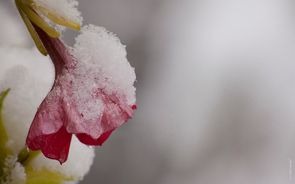 First Snow 8