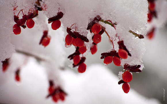 First Snow 23