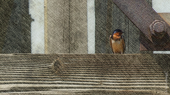 Pelee Barnswallow Aw