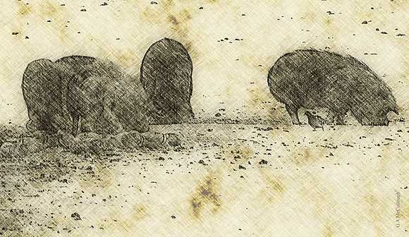 Pigs Pigeons3