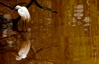 Creekside Feeding  (2.7)