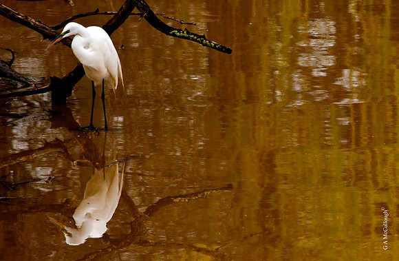 Creekside Feeding  (2.7)