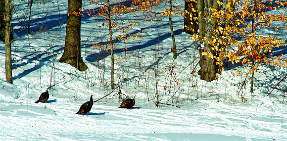 Thompsons Winter 3