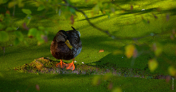 Duckweed 32A