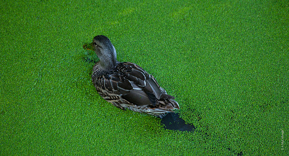 Duckweed 21A