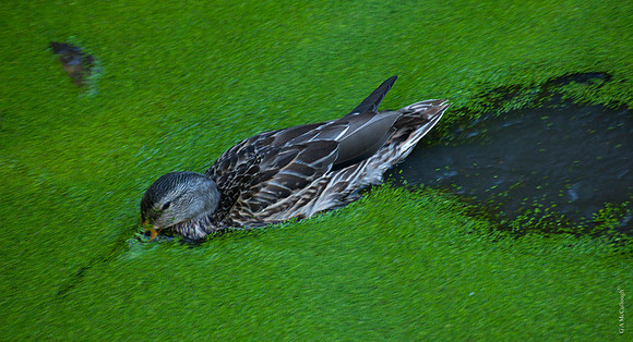 Duckweed 33A