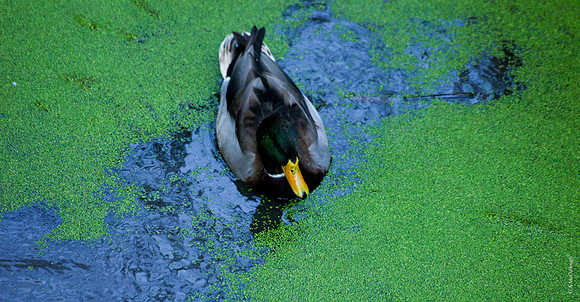 Duck from boardwalk 12
