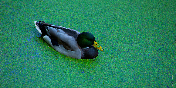 Duckweed 2A