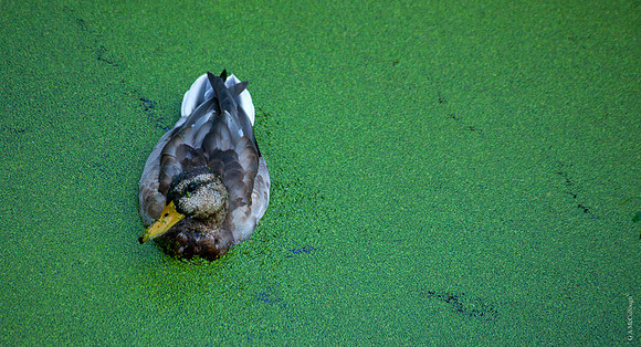 Duckweed 3A