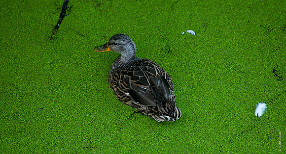 Duckweed 7A