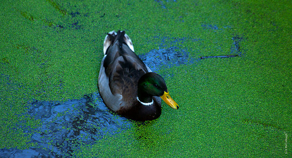 Duckweed 10A