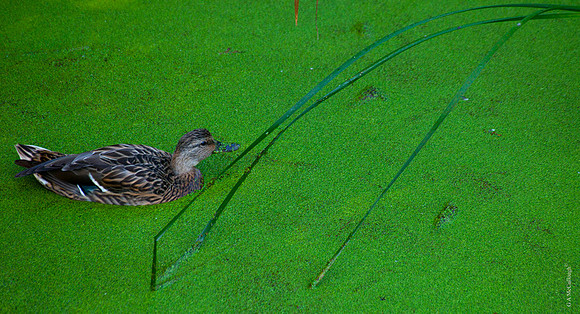 Duckweed 15A