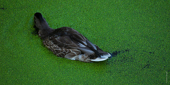 Duckweed 27A