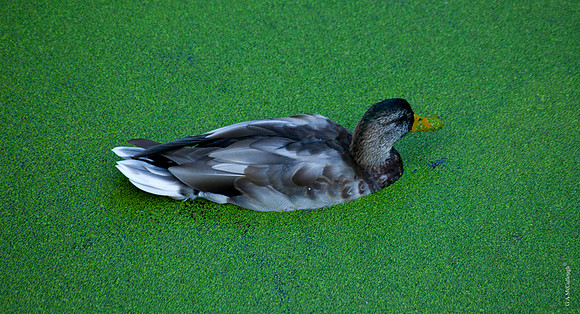 Duckweed 29A