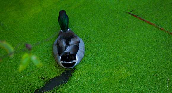 Duckweed 31A