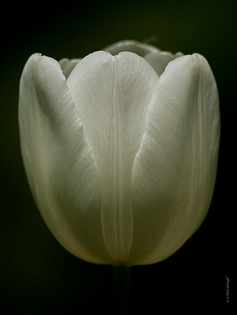 Tulip 2016
