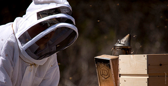 Beekeepers 205