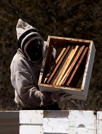 Beekeepers 207