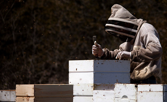 Beekeepers 208