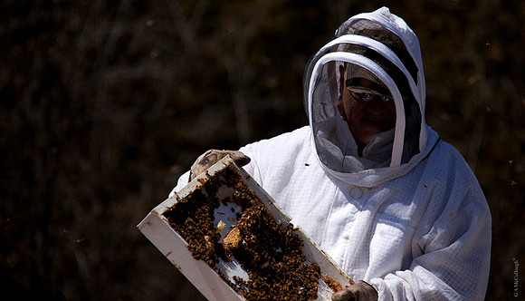 Beekeepers 214