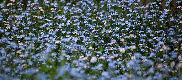 Blueflowers