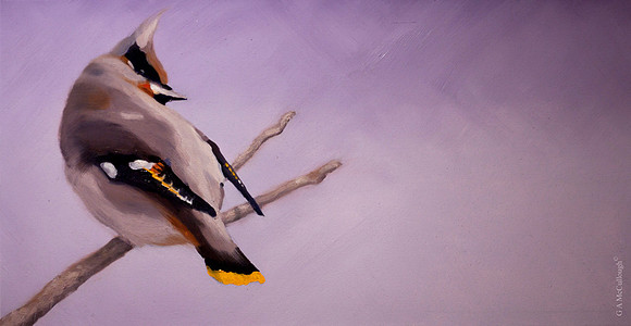 Bohemian Waxwing
