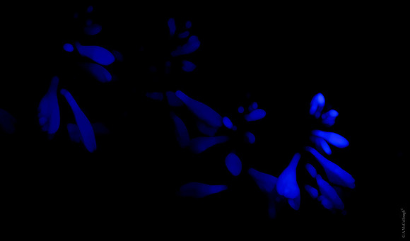 Predawn Garden