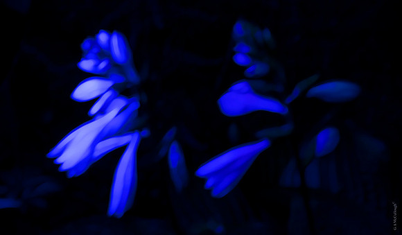 Predawn Garden 22m