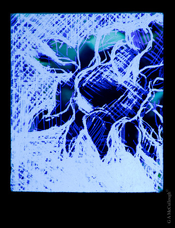 Sunflower B8