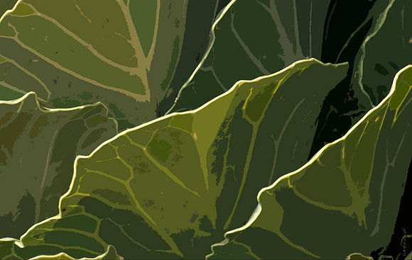 AutumnCabbages 174A