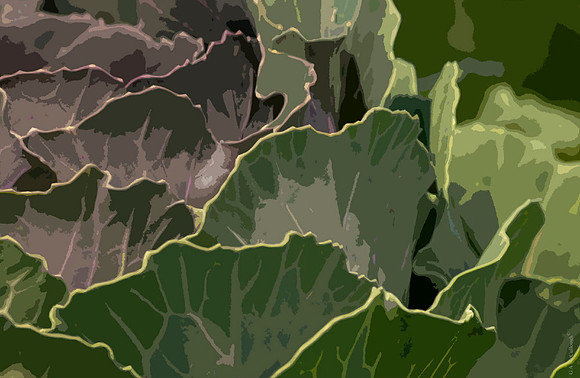AutumnCabbages 181A
