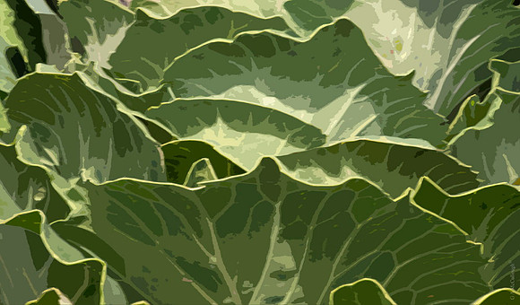 AutumnCabbages 192A