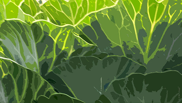 AutumnCabbages 206A