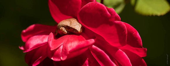 Under the Rose Petals 78A2