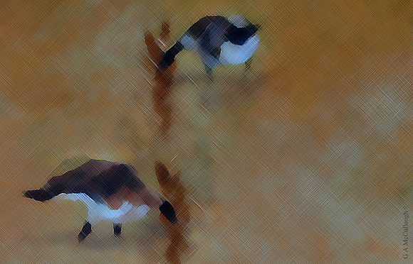 Cornfield 5