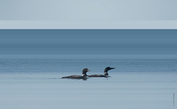 Loons 85B