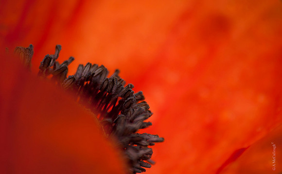 Poppy 88a
