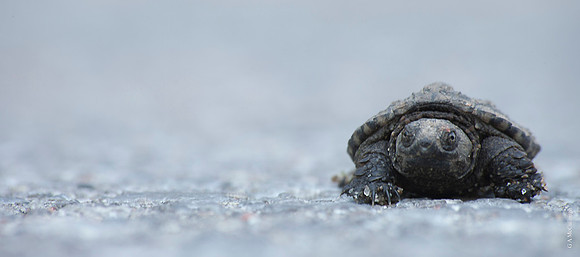 Turtle 14a